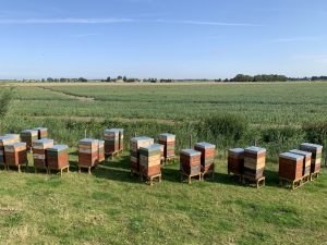 Bijenkasten aan de Buitendijk